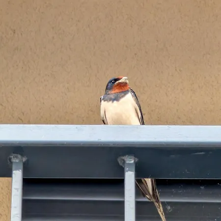 Appartement Le Rondini *