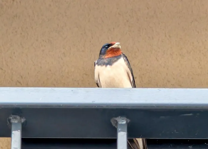 דירה Le Rondini *